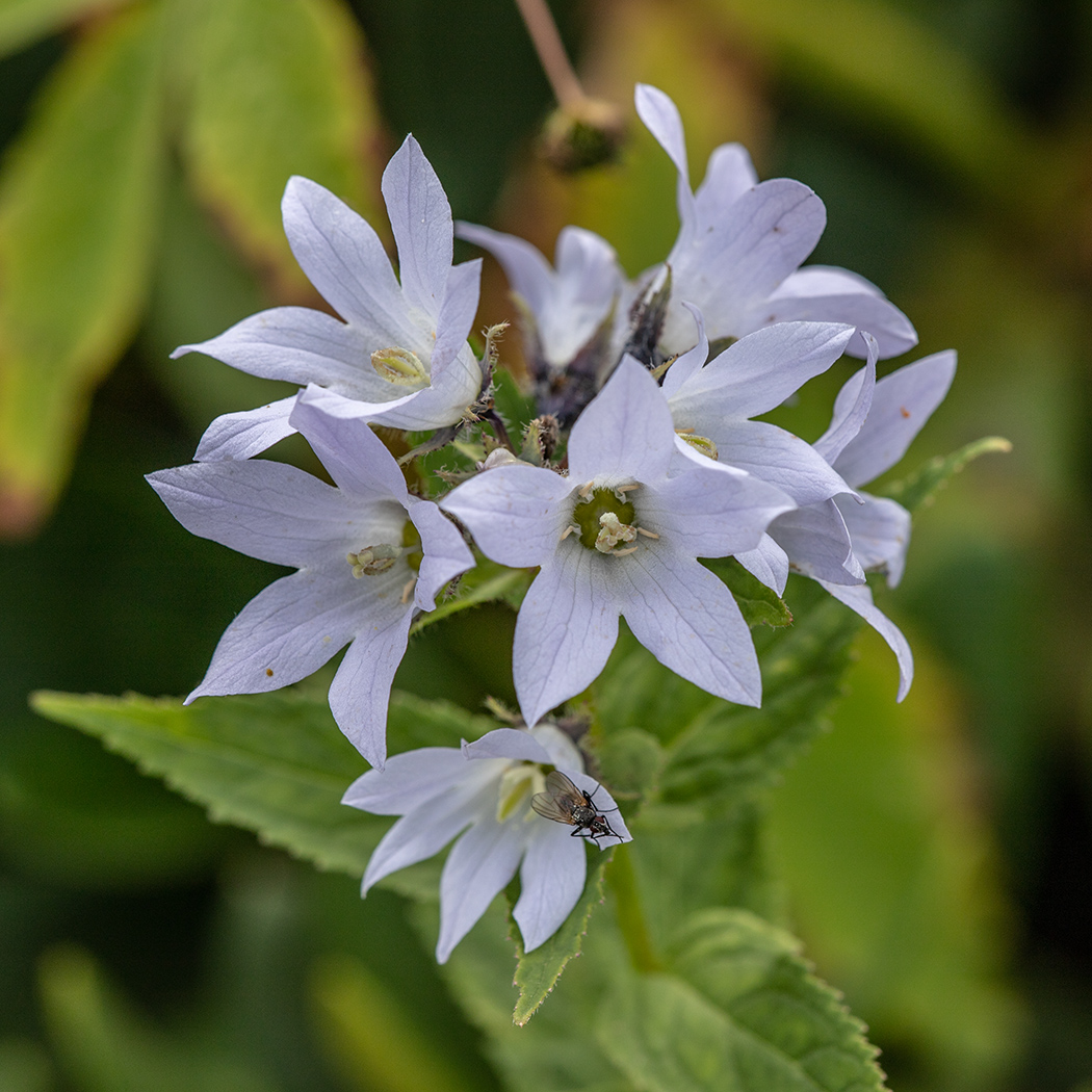 Image of Gadellia lactiflora specimen.