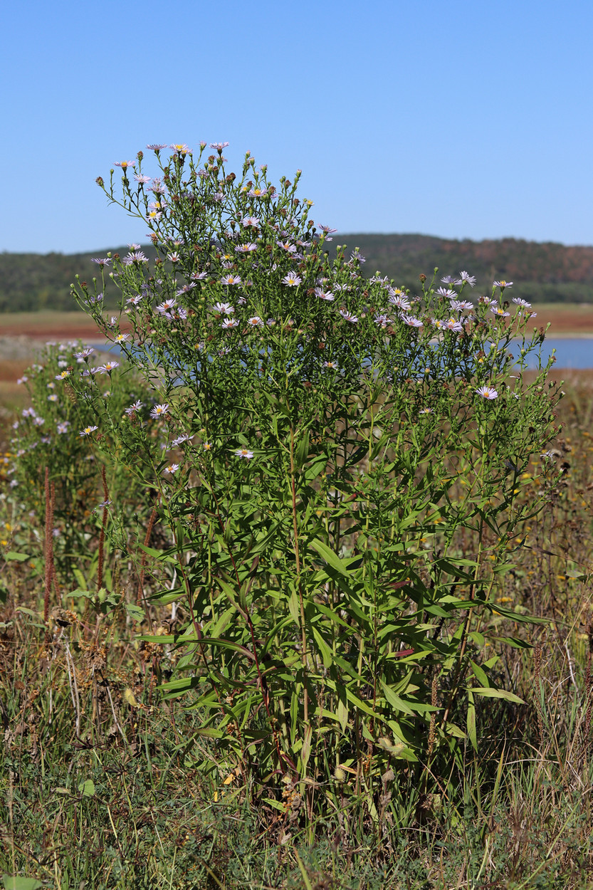 Image of genus Symphyotrichum specimen.