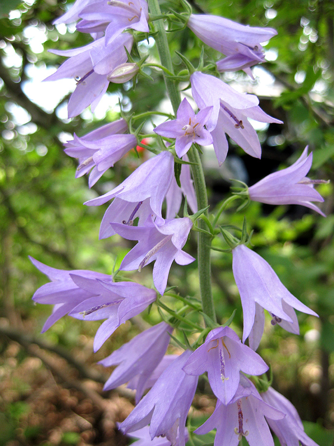 Изображение особи Campanula bononiensis.