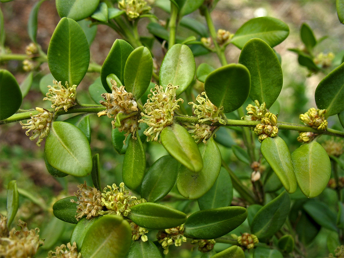 Image of Buxus sinica var. insularis specimen.