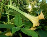 род Brugmansia. Цветок и листья. Краснодарский край, городской округ Сочи, Сочи-Центр, клумба у входа в Сочинский дендрарий. Июль 2020 г.