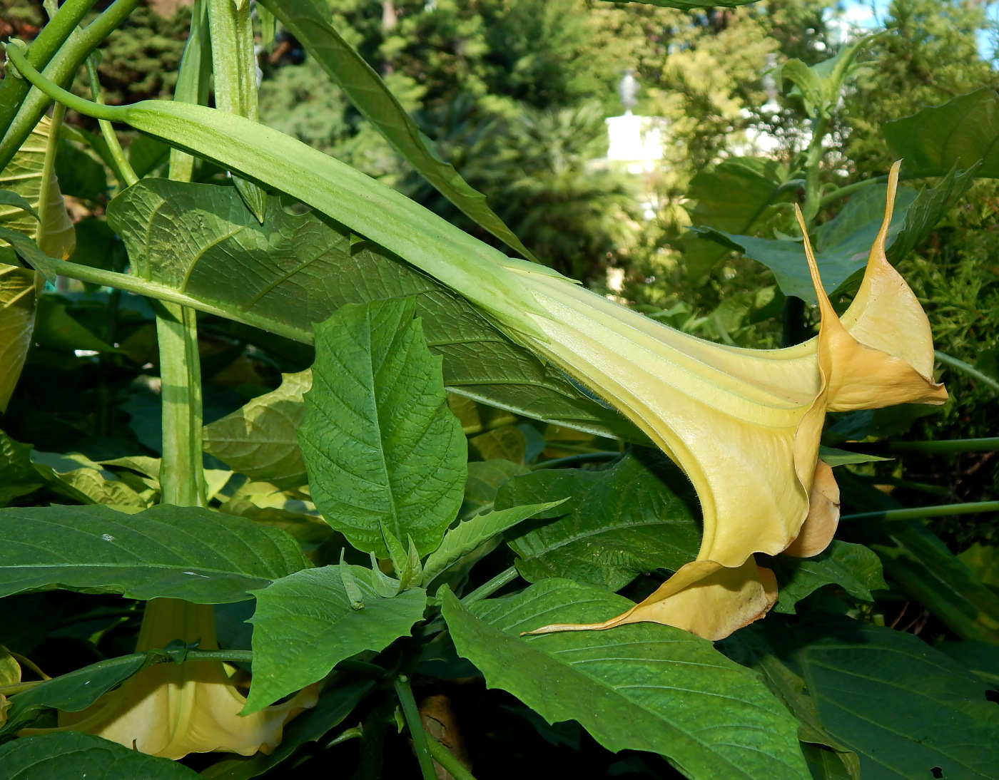 Изображение особи род Brugmansia.