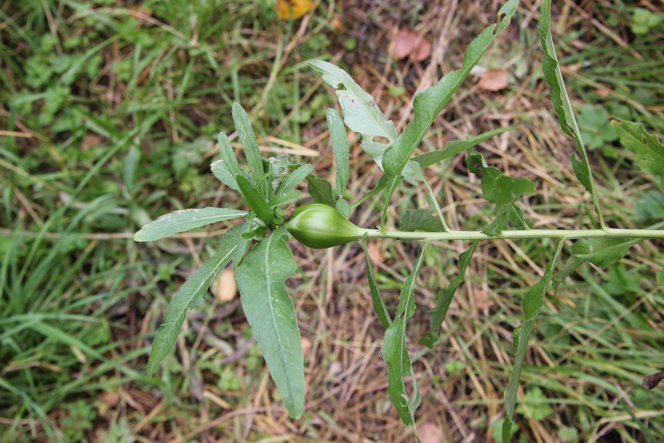 Изображение особи Cirsium setosum.