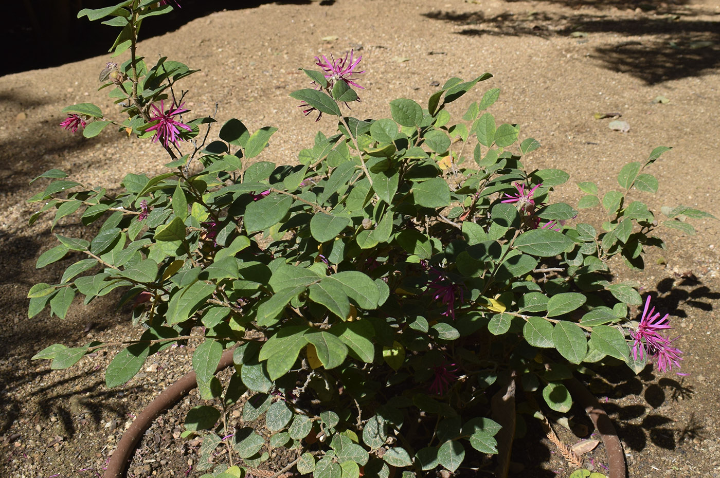 Image of Loropetalum chinense var. rubrum specimen.