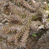 Edithcolea grandis
