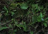 Myosotis palustris. Цветущее растение. Республика Алтай, Чемальский р-н, берег ручья в горях на высоте около 900 м н.у.м. 14.09.2010.