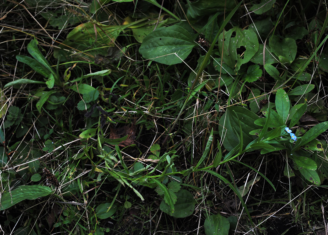 Изображение особи Myosotis palustris.