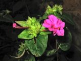 Mirabilis jalapa. Верхушка побега с соцветием. Испания, Каталония, провинция Girona, Costa Brava, Sant Feliu de Guíxols, антропогенное местообитание около пешеходной тропы. 25 октября 2008 г.