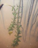 Elodea canadensis