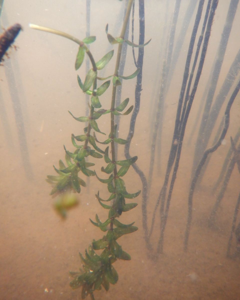 Изображение особи Elodea canadensis.