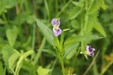 Viola accrescens