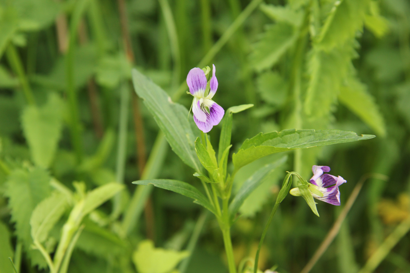 Image of Viola accrescens specimen.