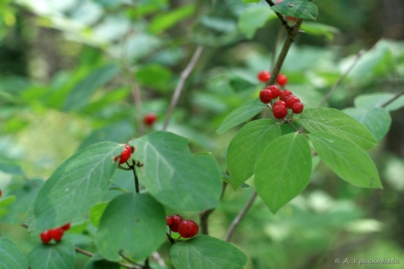 Изображение особи Lonicera xylosteum.