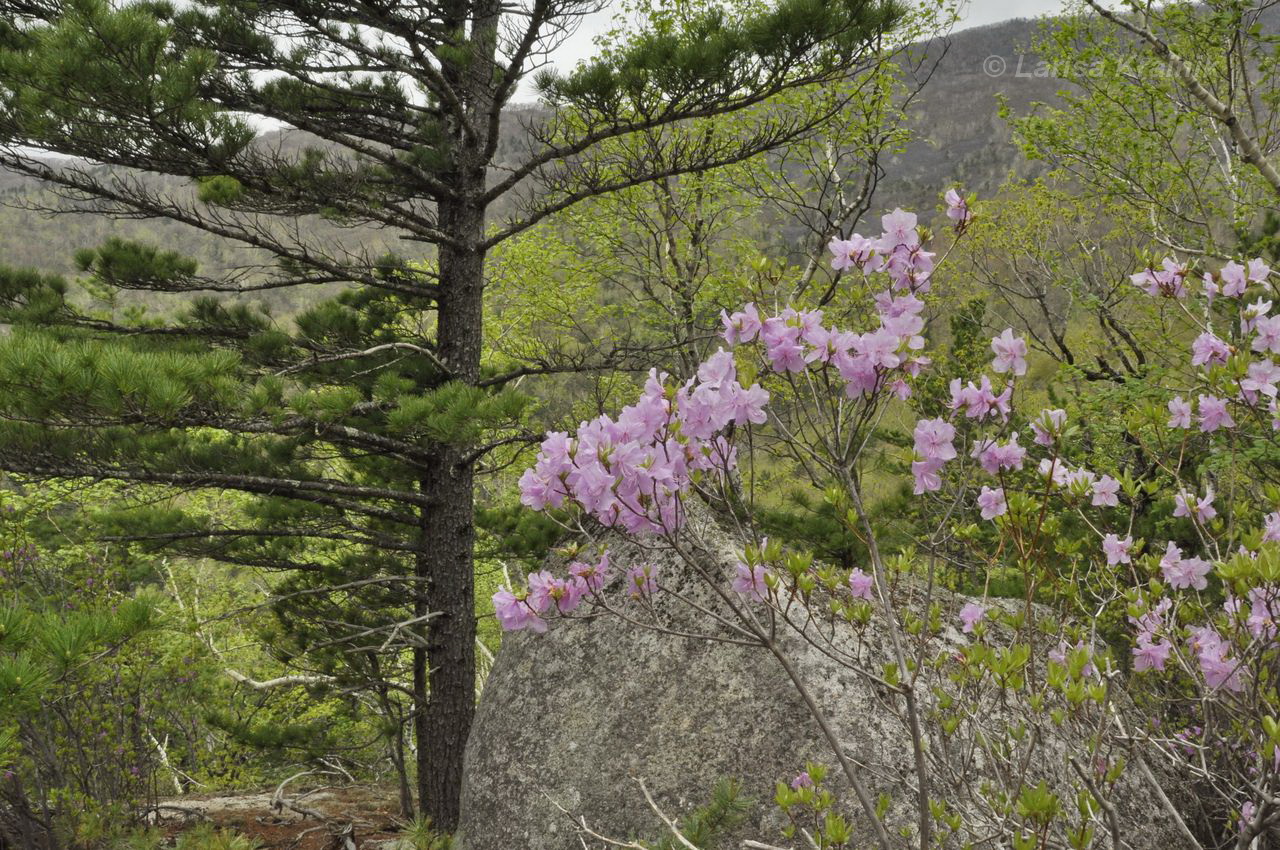 Image of Rhododendron mucronulatum specimen.