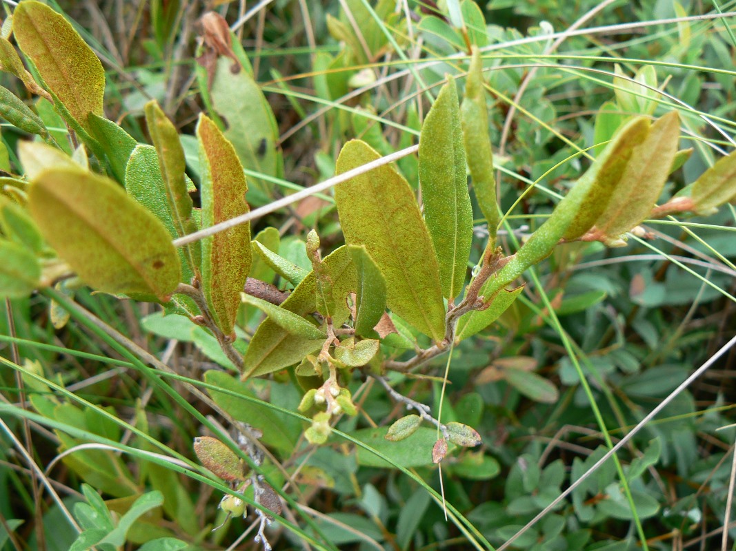 Image of Chamaedaphne calyculata specimen.