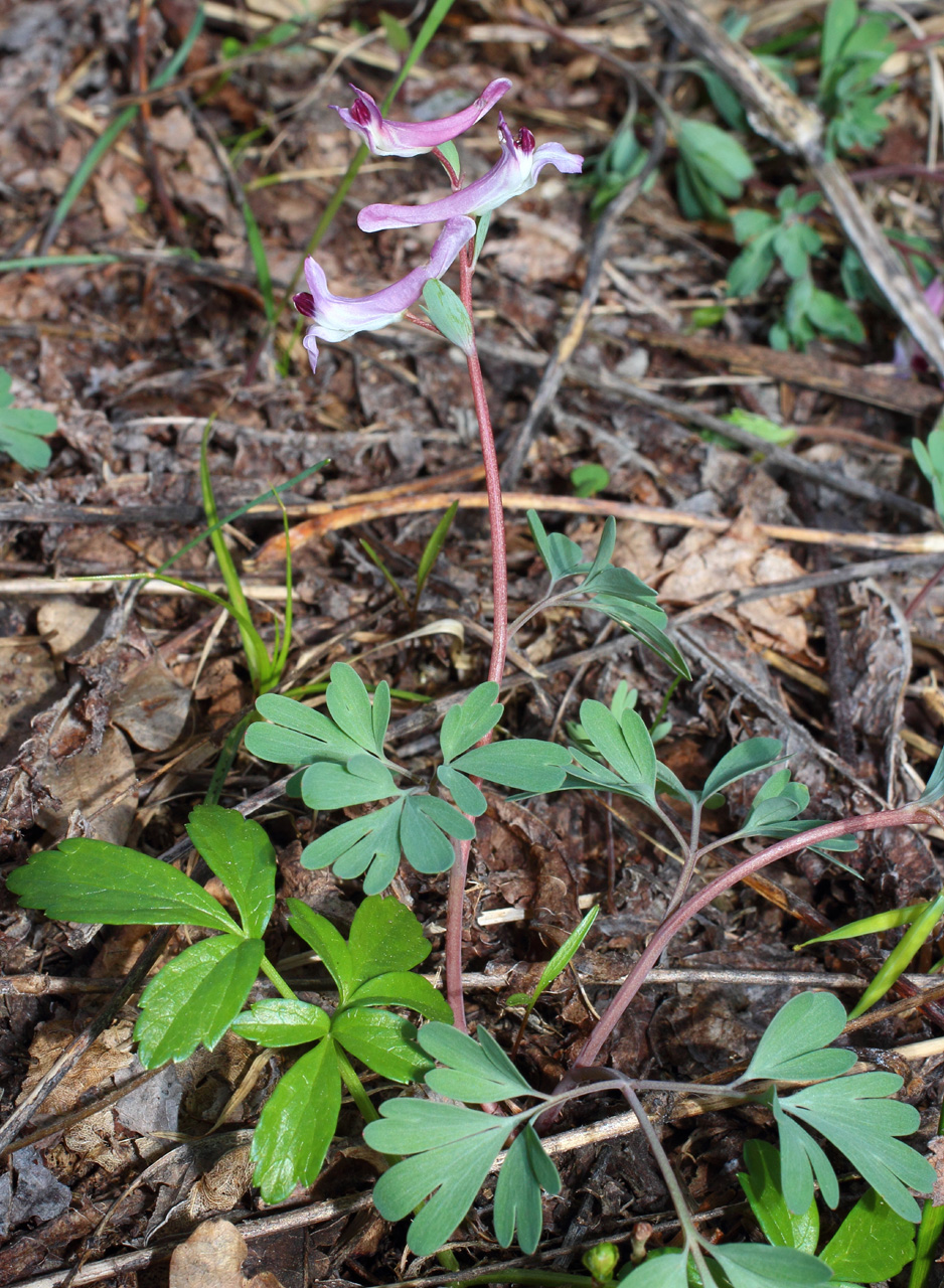 Image of Corydalis paczoskii specimen.