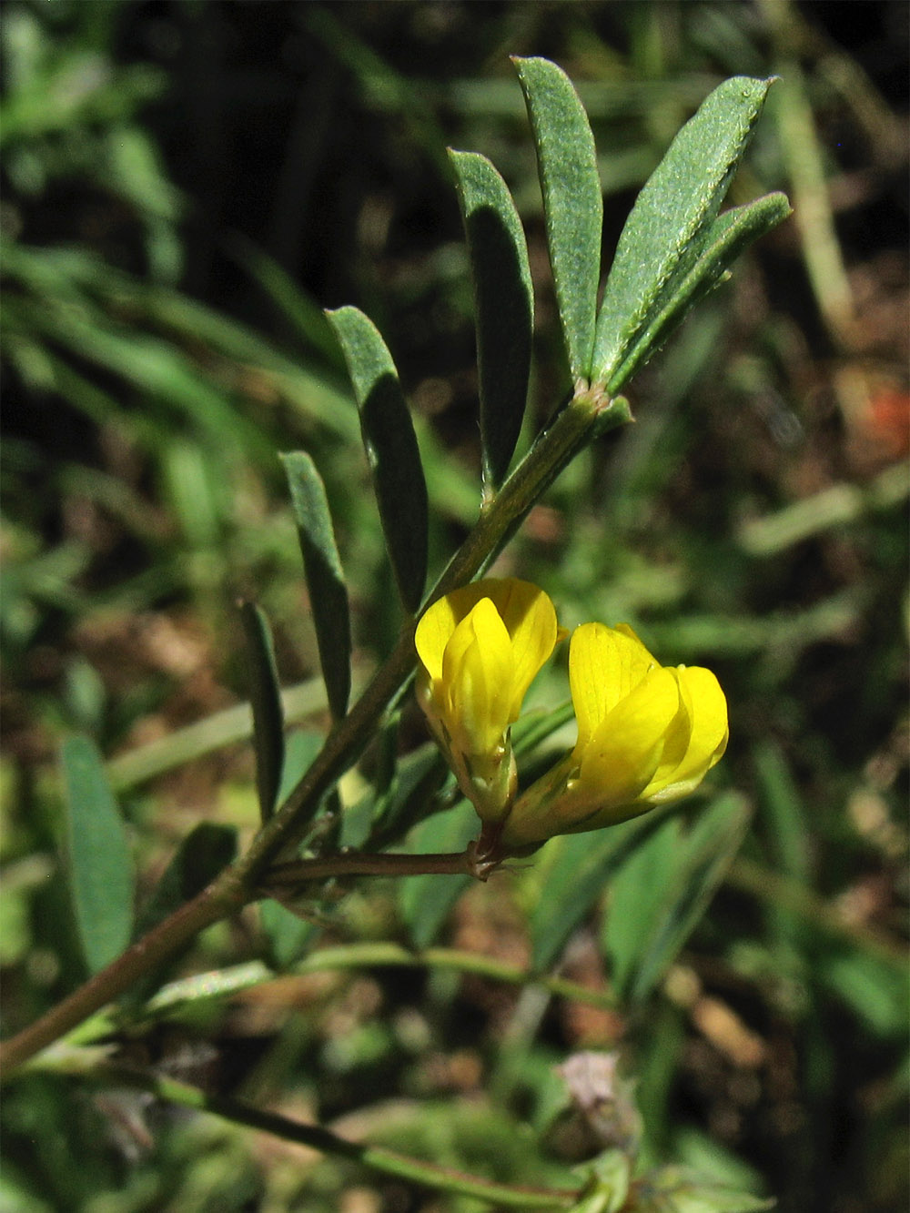 Изображение особи Hippocrepis multisiliquosa.