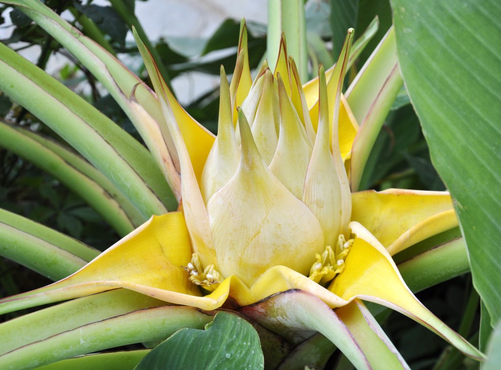 Image of Ensete lasiocarpum specimen.