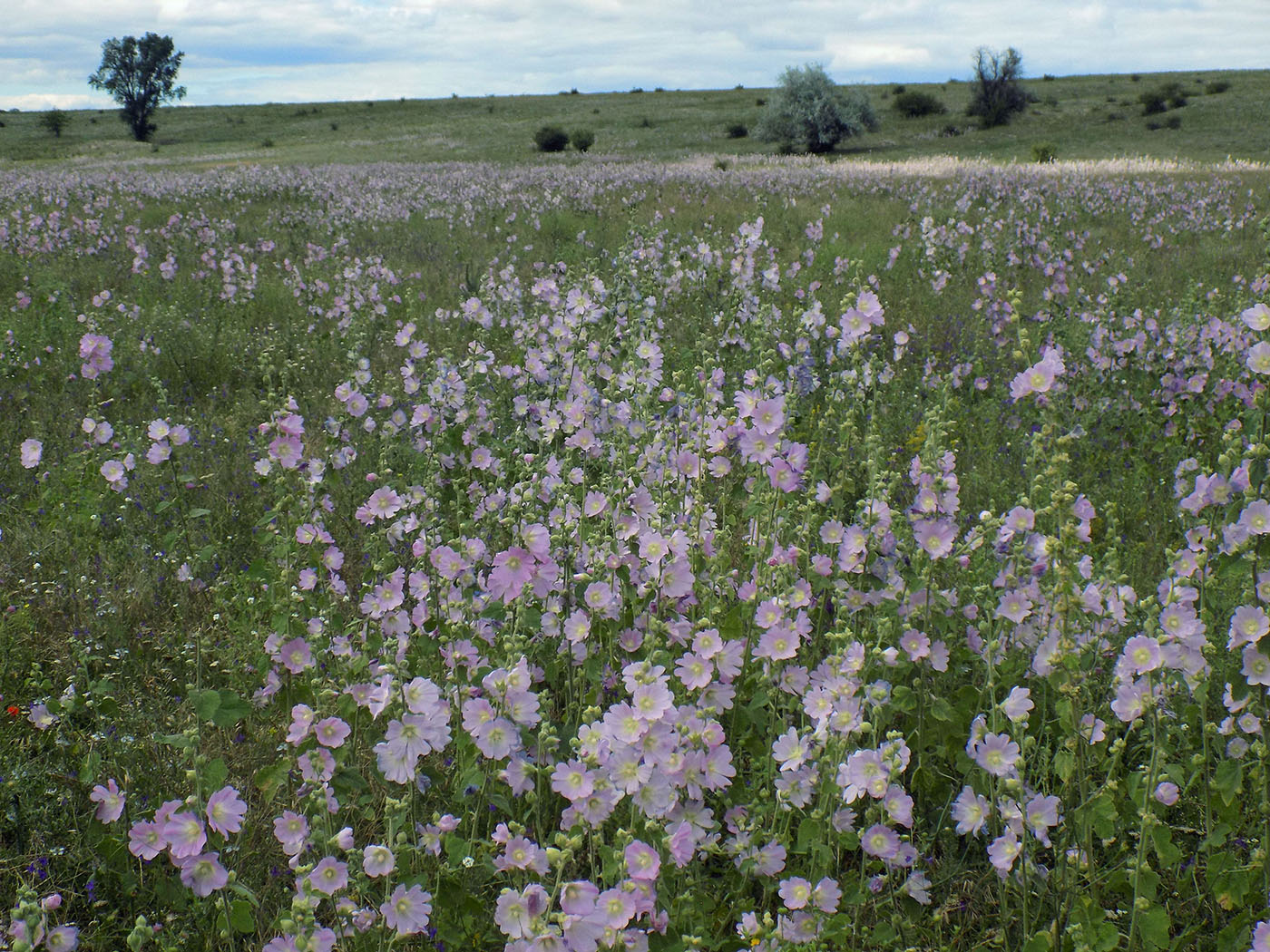 Изображение особи Alcea pallida.