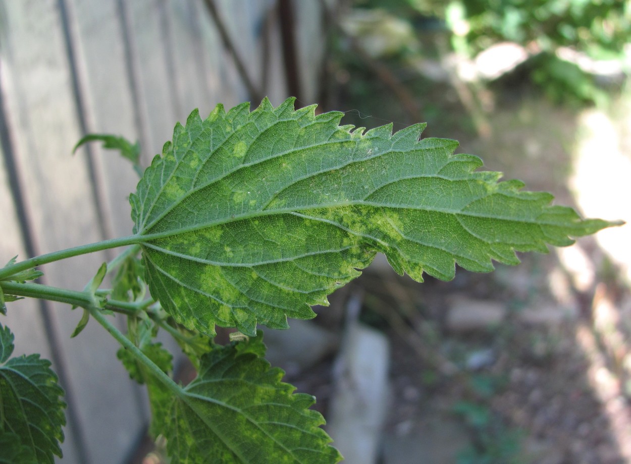 Изображение особи Urtica dioica.