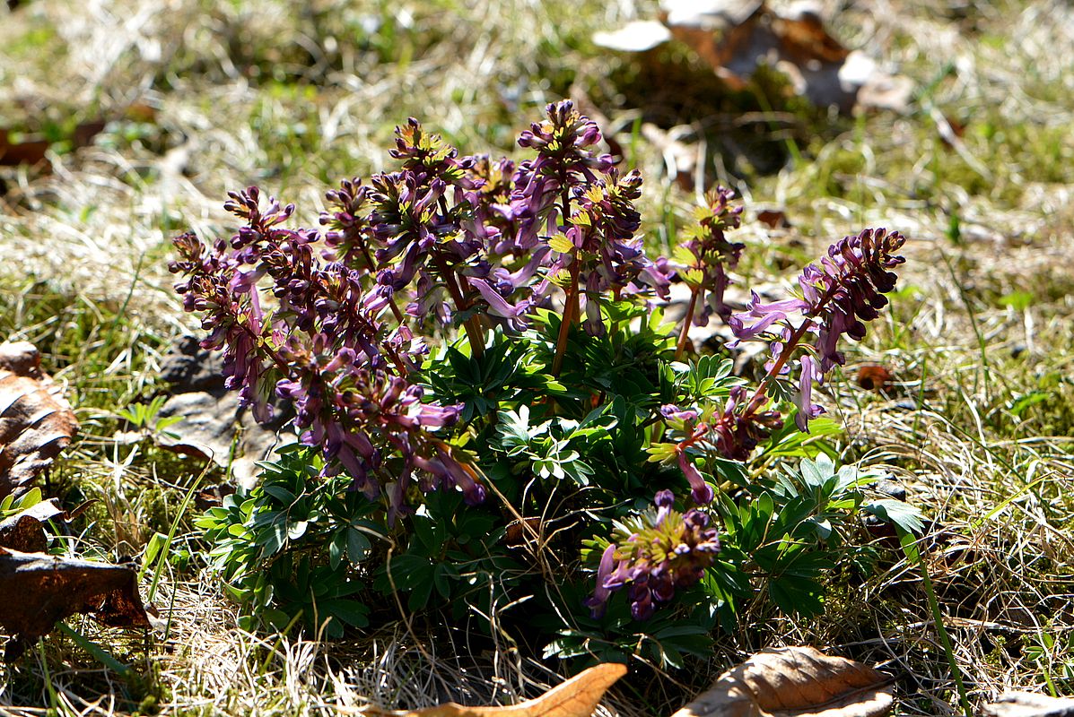 Image of Corydalis solida specimen.