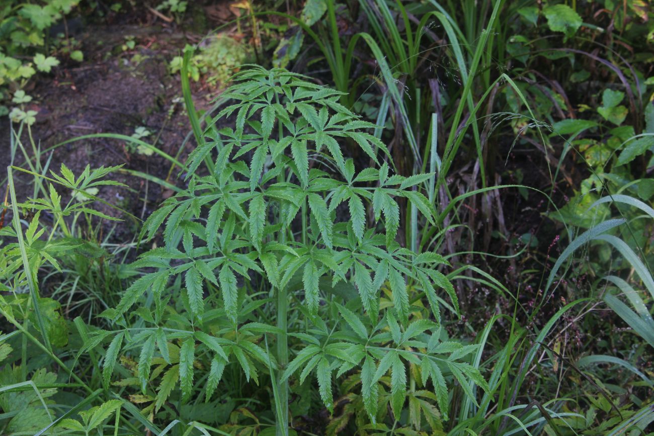 Image of Cicuta virosa specimen.