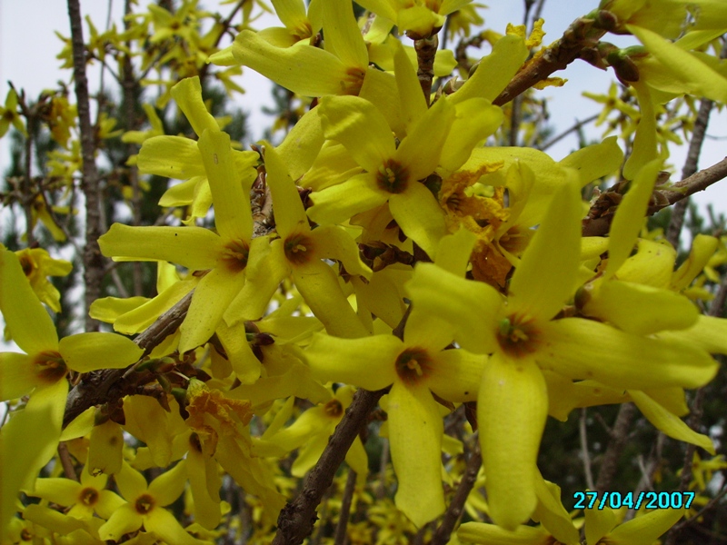 Image of Forsythia ovata specimen.