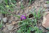семейство Fabaceae