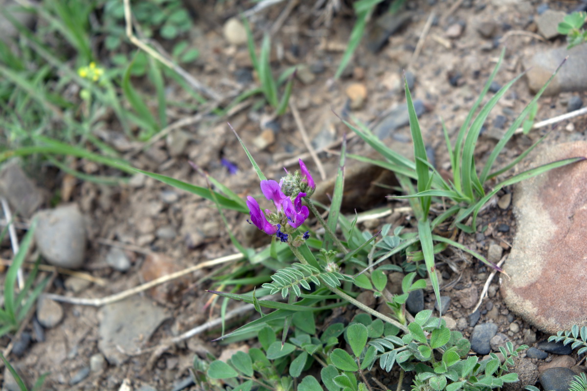 Image of familia Fabaceae specimen.