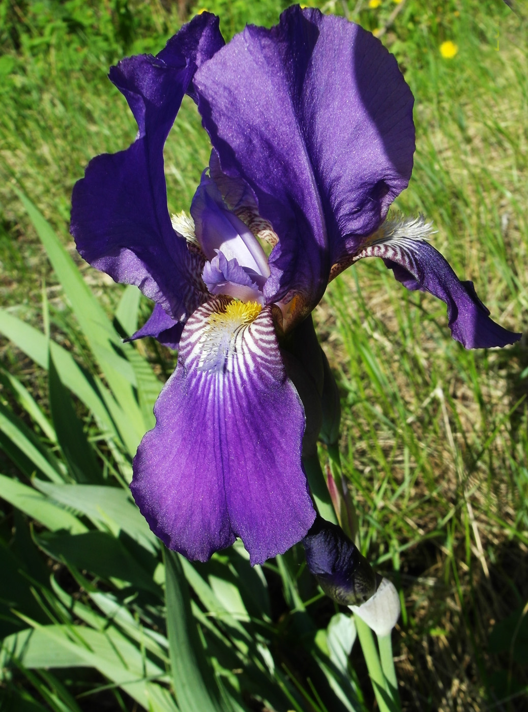 Изображение особи Iris nyaradyana.