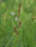Carex tomentosa