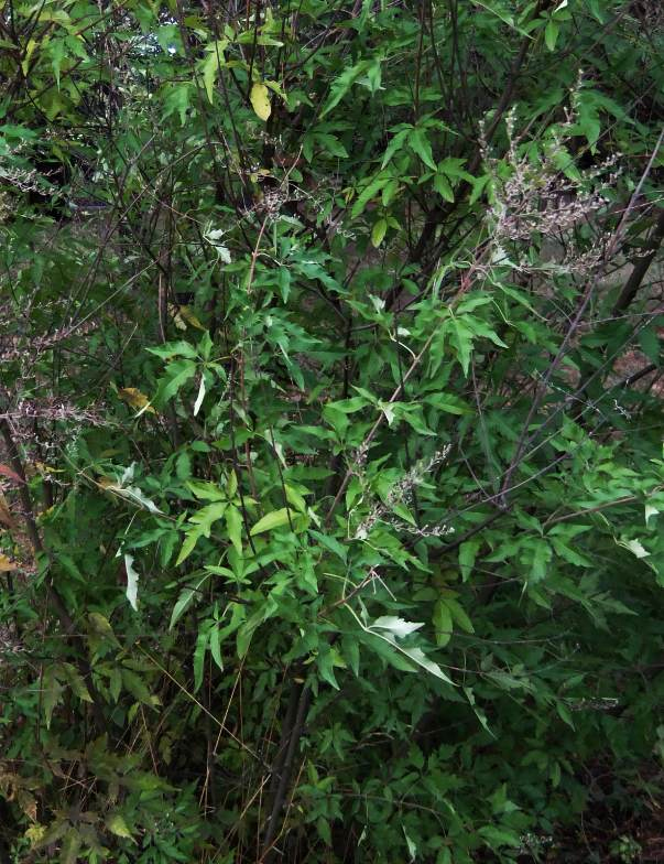 Image of Vitex negundo specimen.