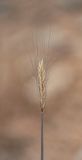 Hordeum bulbosum