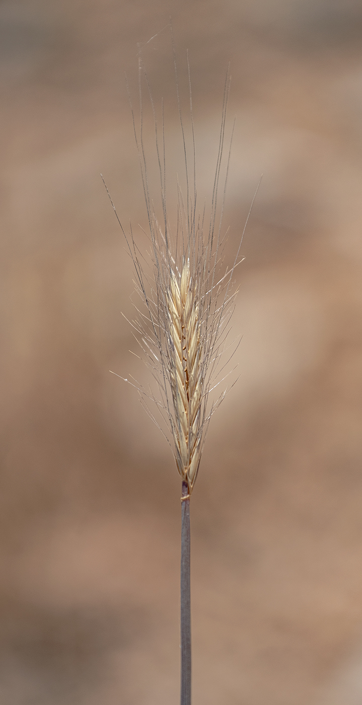 Изображение особи Hordeum bulbosum.