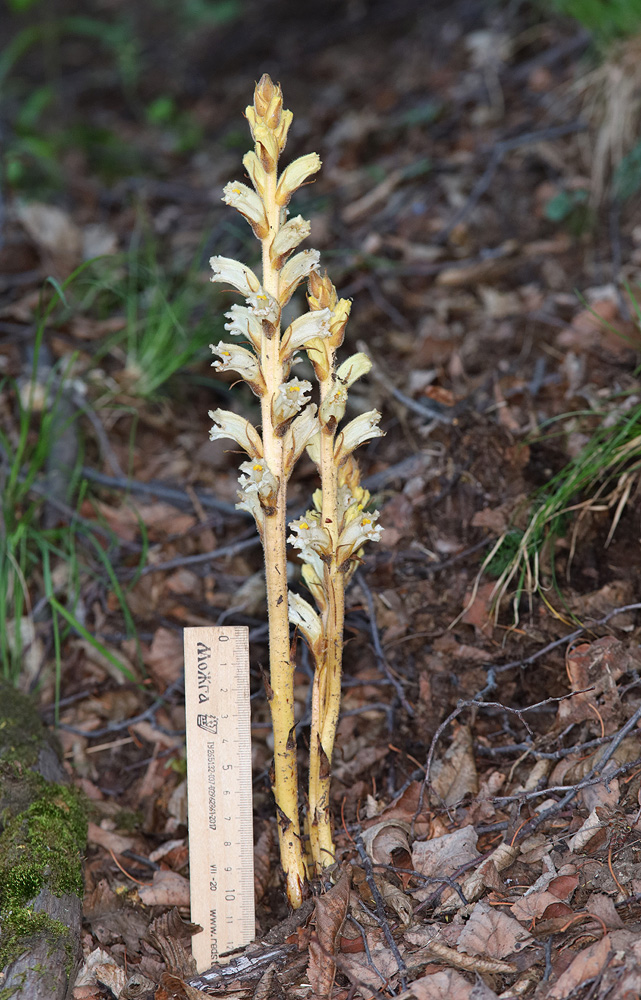 Image of genus Orobanche specimen.