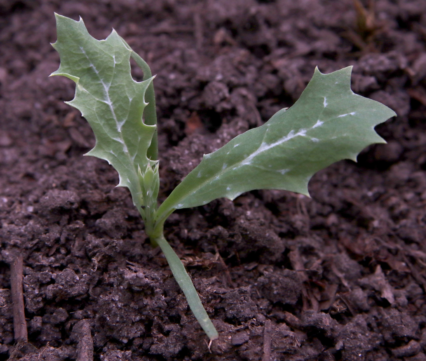 Изображение особи Argemone ochroleuca.