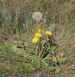 Taraxacum serotinum