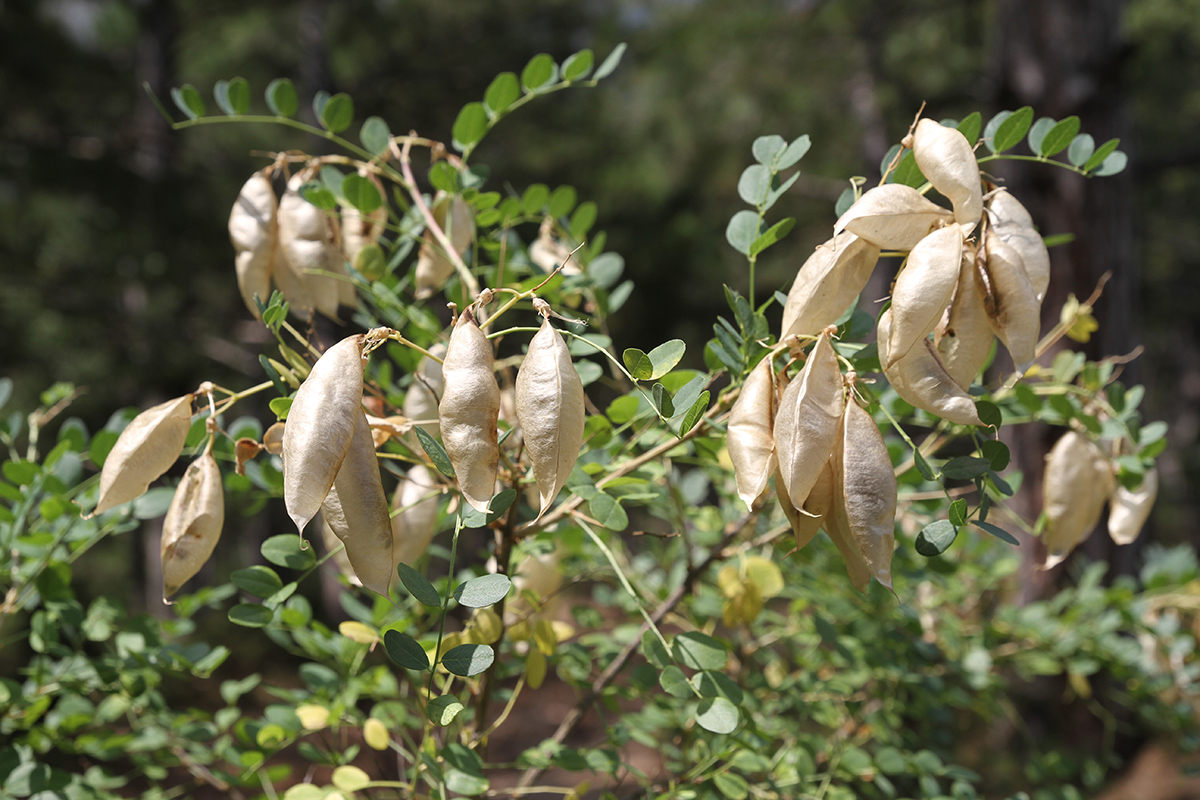 Image of Colutea cilicica specimen.