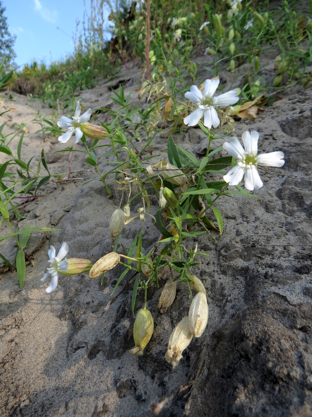 Image of Oberna procumbens specimen.