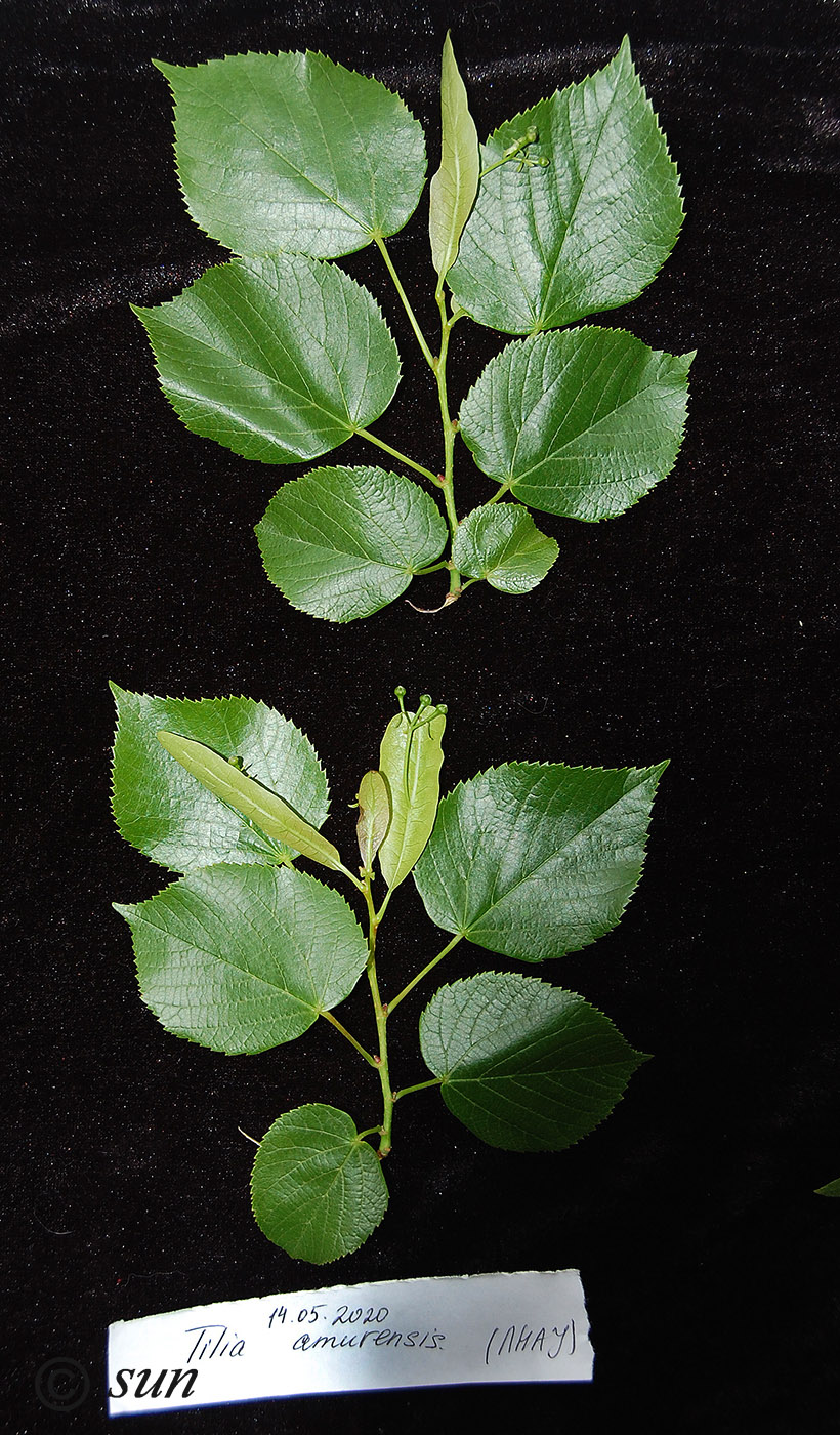 Image of Tilia amurensis specimen.