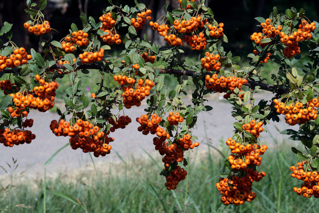 Изображение особи Pyracantha coccinea.