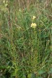 Linaria vulgaris. Цветущее и плодоносящее растение. Краснодарский край, Крымский р-н, окр. хут. Гапоновский, ур. Николаевское, разнотравный луг. 18.09.2021.