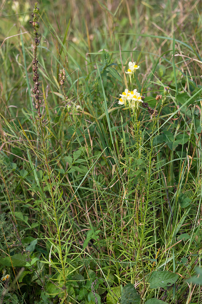 Image of Linaria vulgaris specimen.