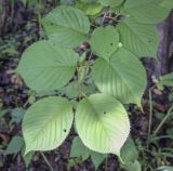 Cerasus sachalinensis