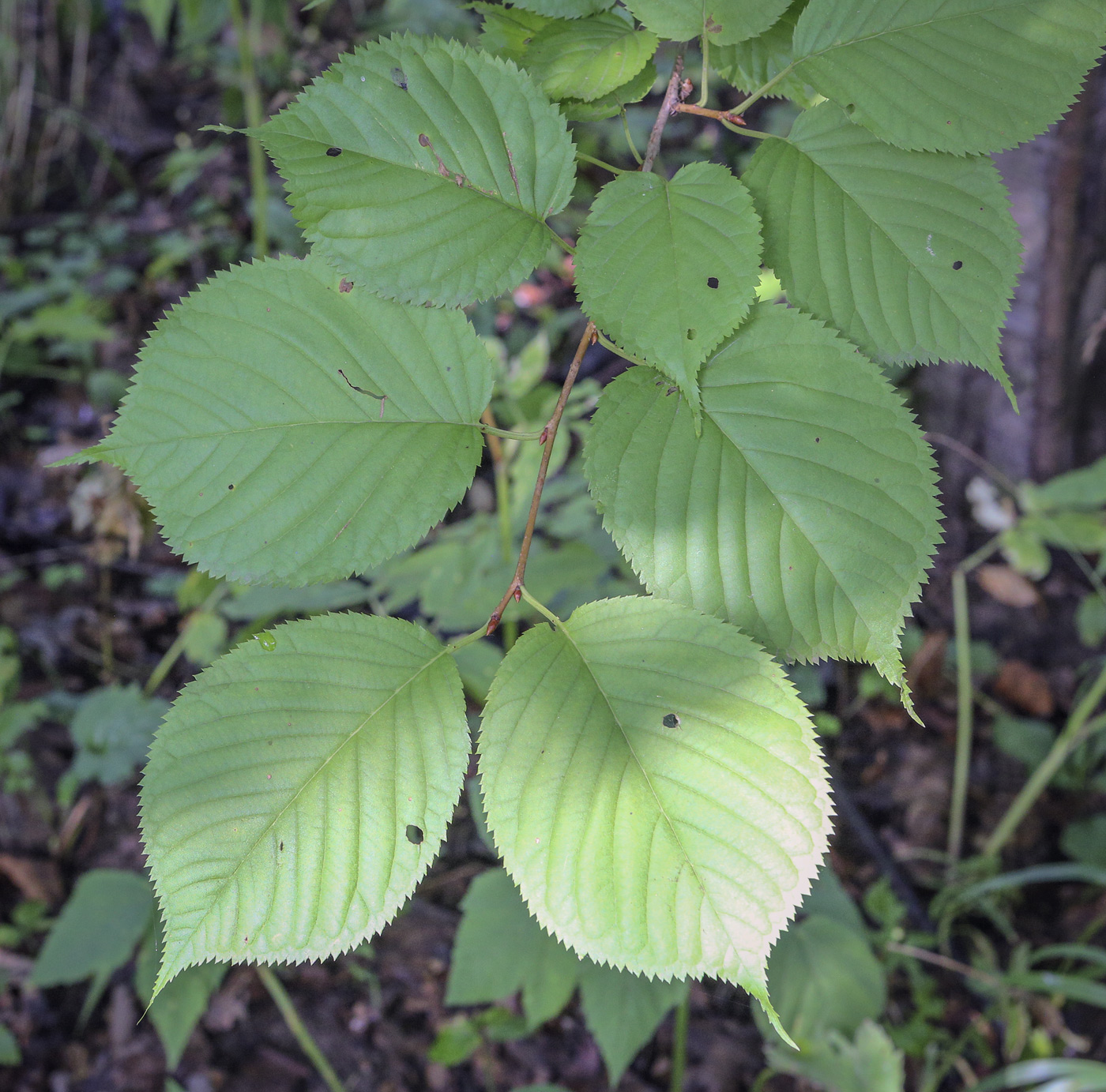 Изображение особи Cerasus sachalinensis.