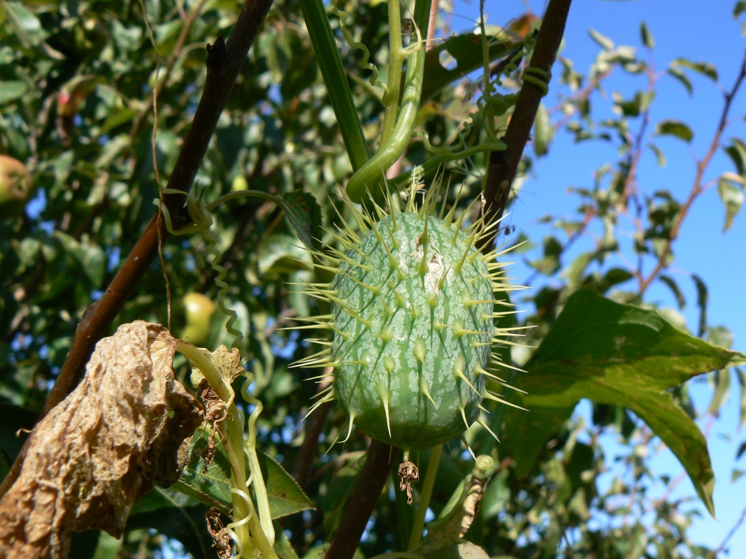 Изображение особи Echinocystis lobata.