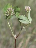 Trifolium angulatum. Верхушка побега с соцветиями. Крым, Керченский п-ов, Приазовье, Караларская степь, засолённый луг. 14.05.2021.