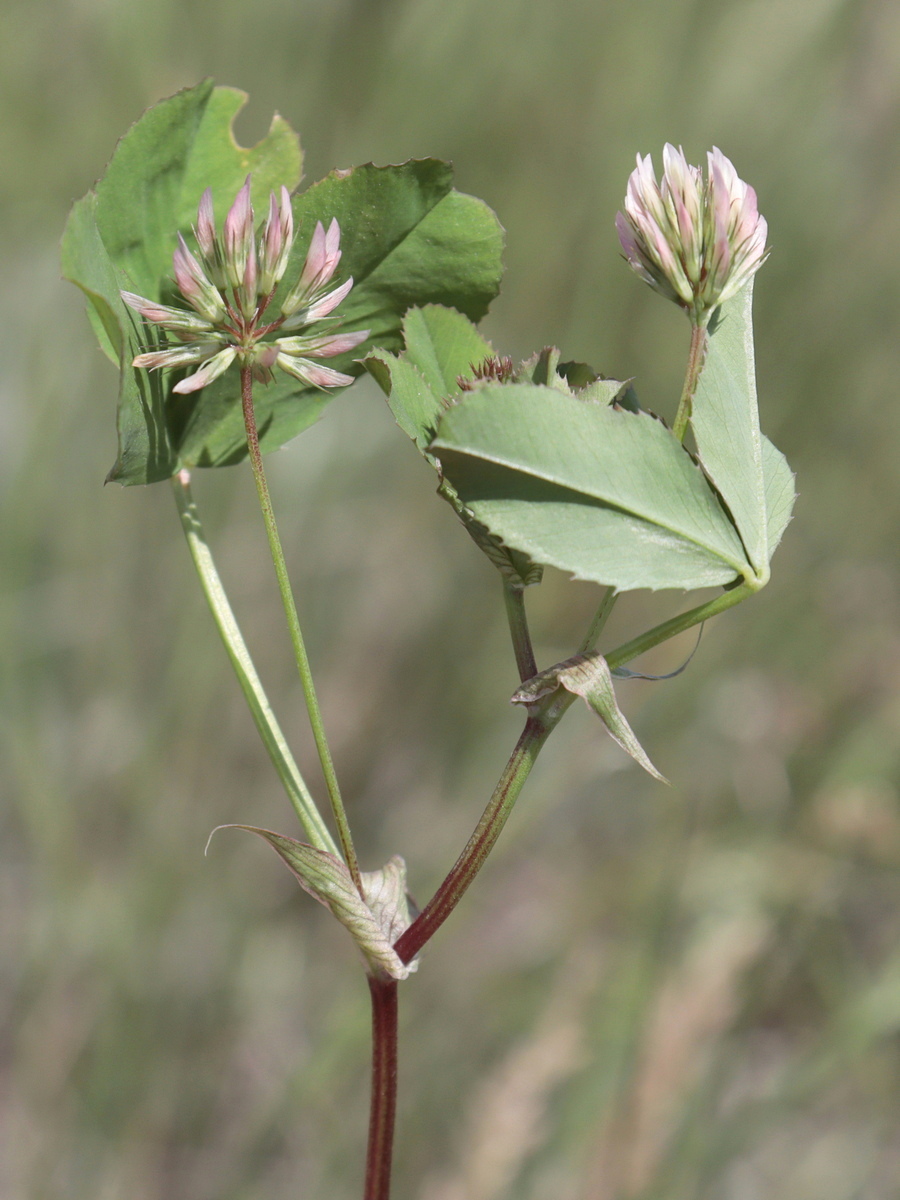 Image of Trifolium angulatum specimen.