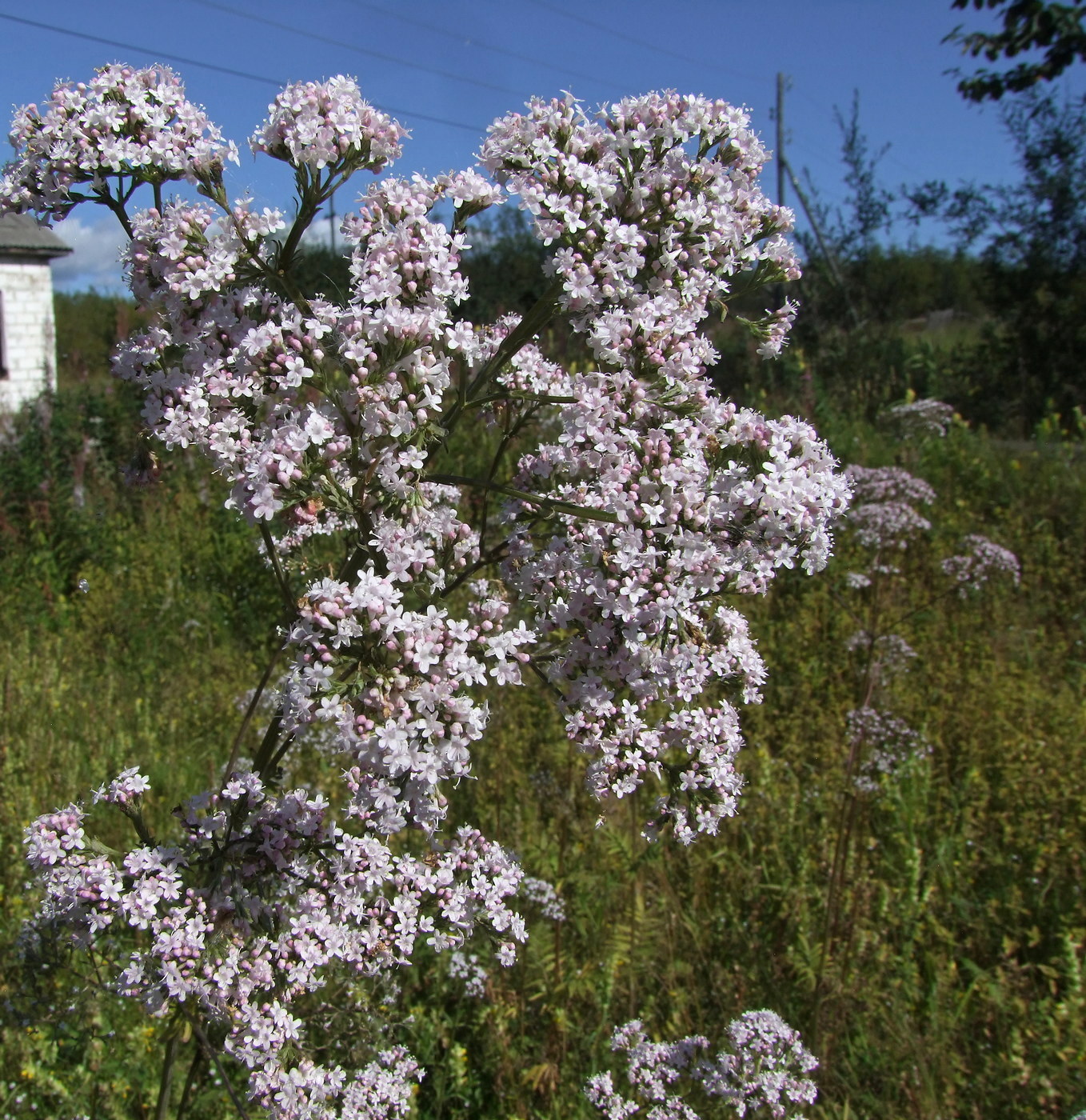 Изображение особи Valeriana transjenisensis.