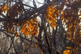 genus Sorbus. Часть ветки с листьями в осенней окраске. Республика Башкортостан, Белорецкий р-н, Абзаковский сельсовет, окр. горы Курташ, негустой березняк. 6 ноября 2021 г.